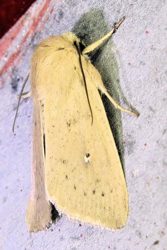 Mythimna sicula